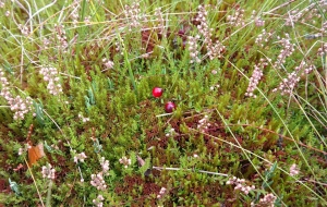 Canneberge ou cranberry : propriétés et atouts santé