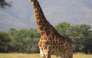 Passer d’agréables vacances en famille en Namibie