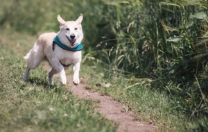 Adoption d’un chien du point de vue juridique