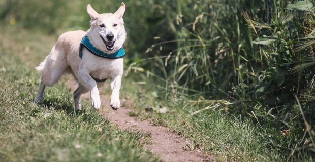 Adoption d’un chien du point de vue juridique